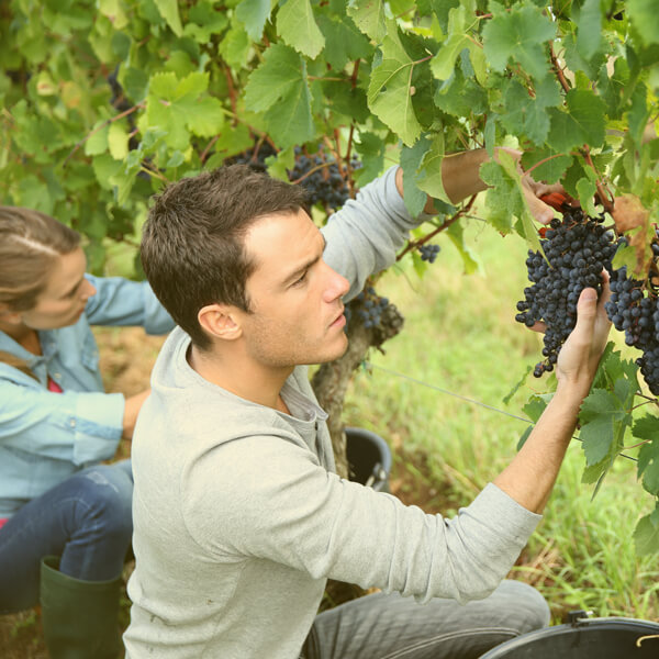 volunteers working in the vineyard